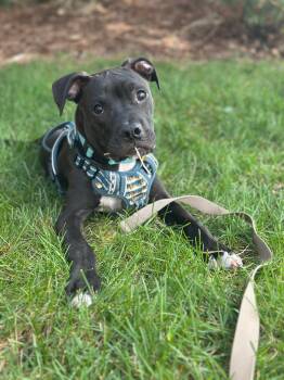 Pit Bull Terrier Dogs Available for Adoption in Mooresville, North Carolina - Artemis | PetCurious
