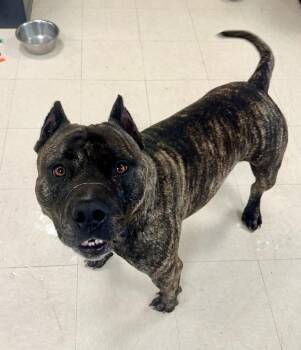 Pit Bull Terrier Dogs Available for Adoption in Clayton, New Jersey - Bear  | PetCurious