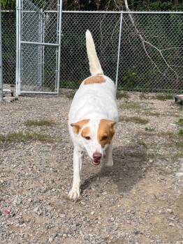 Layla -  Shepherd and Mixed Breed Dog for Adoption in Virginia, Minnesota - Layla | PetCurious