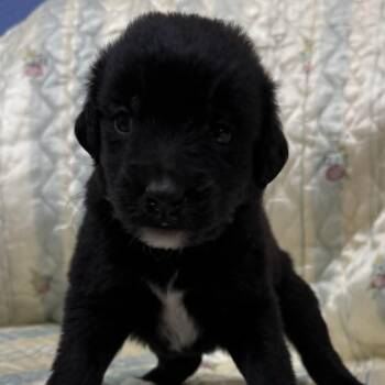 SALLY -  Shepherd Dog for Adoption in Pemberton Township, New Jersey - SALLY | PetCurious