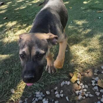 Radar Ready -  Shepherd and Belgian Shepherd Malinois Dog for Adoption in Andover, Massachusetts - Radar Ready | PetCurious