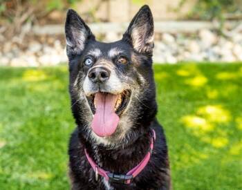 Rescue Siberian Husky and Mixed Breed Dogs for Adoption in San Jose, California - KAYLA | PetCurious