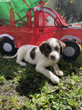 Rescue Labrador Retriever and Terrier Dogs for Adoption in West Palm Beach, Florida - Delilah * | PetCurious