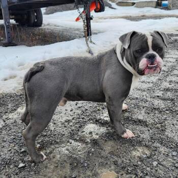English Bulldog Dogs Available for Adoption - Max | PetCurious