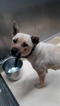 Pit Bull Terrier and Mixed Breed Dogs Available for Adoption in Burgaw, North Carolina - Marigold | PetCurious