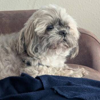 Zoe -  Shih Tzu Dog for Adoption in Alma, Wisconsin - Zoe | PetCurious