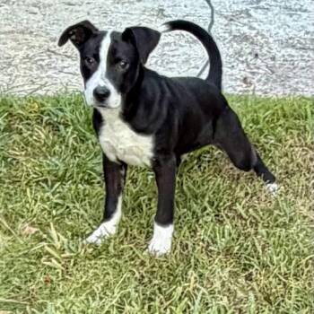 Sparrow -  Black Labrador Retriever and American Staffordshire Terrier Dog for Adoption in Park Forest, Illinois - Sparrow | PetCurious