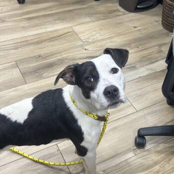 Island -  Pit Bull Terrier Dog for Adoption in Newark, New Jersey - Island | PetCurious