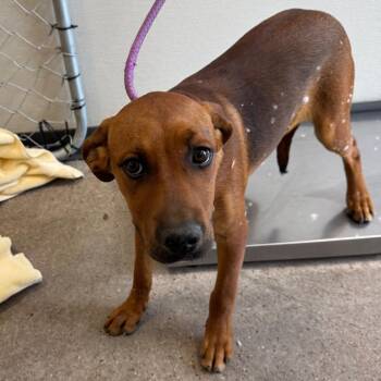 Graham cracker -  Mixed Breed Dog for Adoption in Las Cruces, New Mexico - Graham Cracker | PetCurious