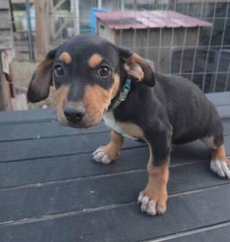 Arches -  Labrador Retriever and Australian Shepherd Dog Available for Adoption in Holiday Hills, Illinois - Arches | PetCurious