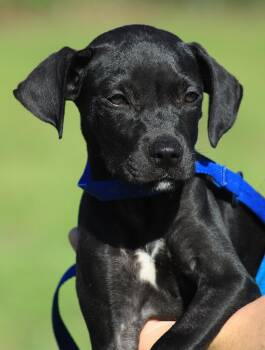 Rescue Black Mouth Cur Dogs for Adoption in North Fort Myers, Florida - Destiny | PetCurious