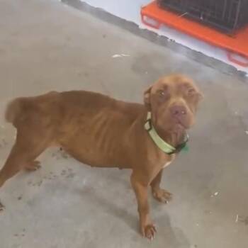 Rescue American Staffordshire Terrier Dogs for Adoption in Plato Center, Illinois - Essa | PetCurious