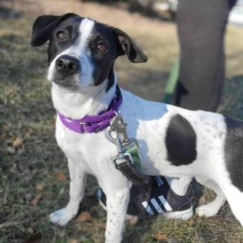 Katy -  Australian Cattle Dog Blue Heeler and Pointer Dog for Adoption in South Elgin, Illinois - Katy | PetCurious