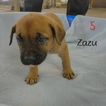 Zazu -  Pit Bull Terrier and Australian Shepherd Dog for Adoption in Parkersburg, West Virginia - Zazu | PetCurious