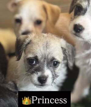 Chihuahua Dogs Available for Adoption - Princess | PetCurious