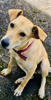 Labrador Retriever Dogs Available for Adoption - Frida | PetCurious