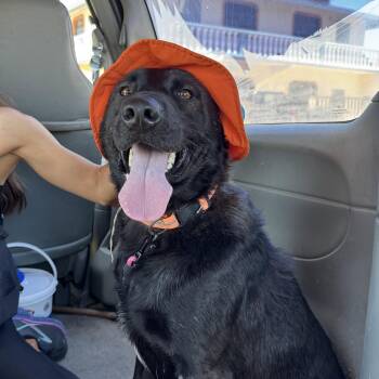 Taz -  Australian Kelpie and Belgian Shepherd Malinois Dog for Adoption in San Diego, California - Taz | PetCurious