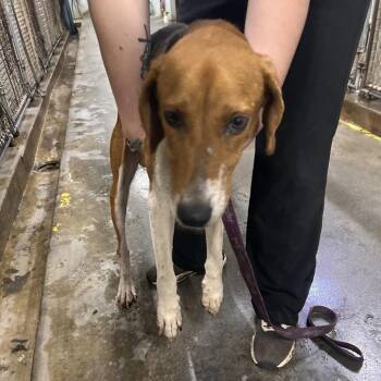 Copper -  Hound Dog for Adoption in Summerville, South Carolina - Copper | PetCurious