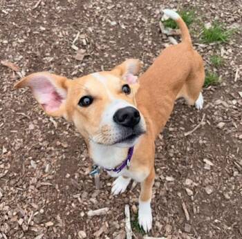 Labrador Retriever and Mixed Breed Dogs Available for Adoption in Leesburg, Virginia - KEVIN | PetCurious