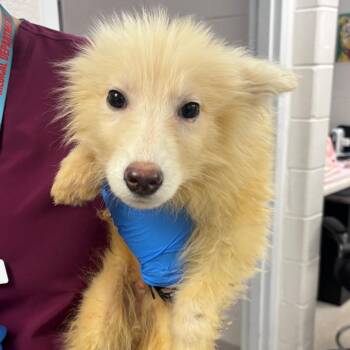 Cletus -  Collie and Mixed Breed Dog for Adoption in Indianapolis, Indiana - Cletus | PetCurious