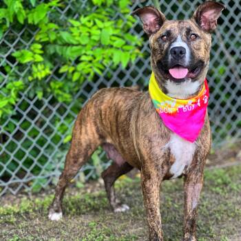 Rescue Boxer and American Staffordshire Terrier Dogs for Adoption in Madisonville, Texas - Lady | PetCurious