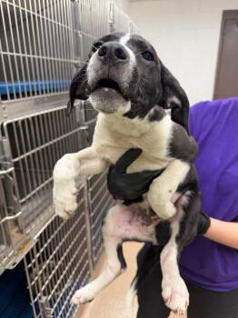 Affenpinscher Dogs Available for Adoption in Nacogdoches, Texas - Mackerel | PetCurious