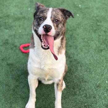 Akbash and Akita Dogs Available for Adoption in Brockton, Massachusetts - Louis Vitton | PetCurious