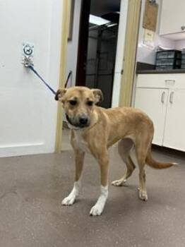 Sloane -  Mixed Breed Dog for Adoption in South Bend, Indiana - Sloane | PetCurious