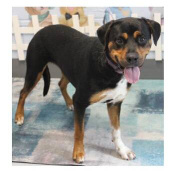 Rescue Mixed Breed Dogs for Adoption in Chesapeake, Virginia - Meet June-the "perfect" Dog Who Almost Didn