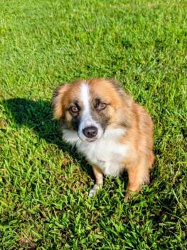 Peanut -  Collie Dog for Adoption in Maysville, Kentucky - Peanut | PetCurious