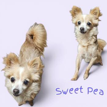 Sweet Pea -  Chihuahua Dog for Adoption in Chesnee, South Carolina - Sweet Pea | PetCurious