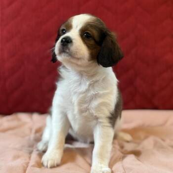 Sweet Bernice -  Mixed Breed and Dachshund Dog for Adoption in South Riding, Virginia - Sweet Bernice | PetCurious