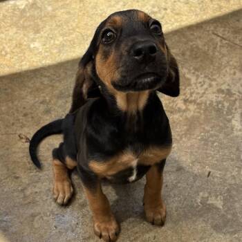 Fozzie -  Beagle Dog for Adoption in Freeport, Florida - Fozzie | PetCurious
