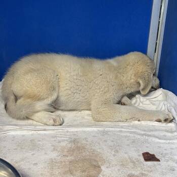 112134 -  Mixed Breed Dog for Adoption in Las Cruces, New Mexico - 112134 | PetCurious