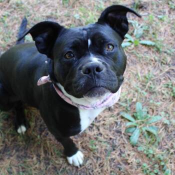 Wednesday -  Pit Bull Terrier Dog for Adoption in Richmond, Virginia - Wednesday | PetCurious
