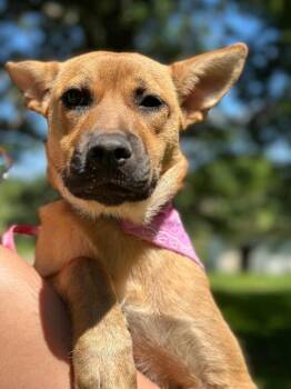 Rescue German Shepherd Dog and Jack Russell Terrier Dogs for Adoption in Lakeville, Minnesota - Sunflower | PetCurious