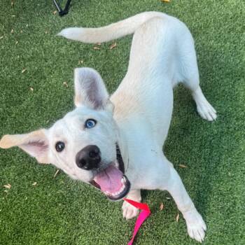 Siberian Husky Dogs Available for Adoption in Los Angeles, California - Magic A2263738 | PetCurious