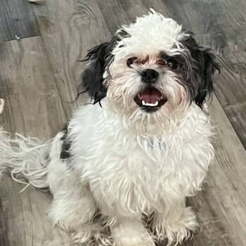 Rescue Shih Tzu Dogs for Adoption in Las Vegas, Nevada - Gravy | PetCurious