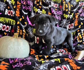 JB the Golden Retriever Mix Puppy -  Golden Retriever and Labrador Retriever Dog for Adoption in Muskego, Wisconsin - JB The Golden Retriever Mix Puppy | PetCurious