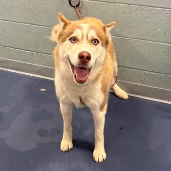 MUFASA -  Husky Dog Available for Adoption in Greensboro, North Carolina - MUFASA | PetCurious