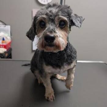 Maltese Dogs Available for Adoption - ETSY | PetCurious