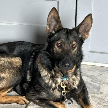 German Shepherd Dog Dogs Available for Adoption in Summerlee, West Virginia - Trixie | PetCurious