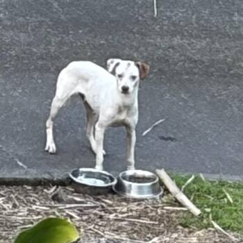 Stray Hold- Joy -  Mixed Breed Dog for Adoption in Keaau, Hawaii - Stray Hold- Joy | PetCurious