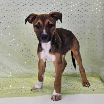 Bruschetta -  Shepherd and Pit Bull Terrier Dog for Adoption in Belleville, Illinois - Bruschetta | PetCurious