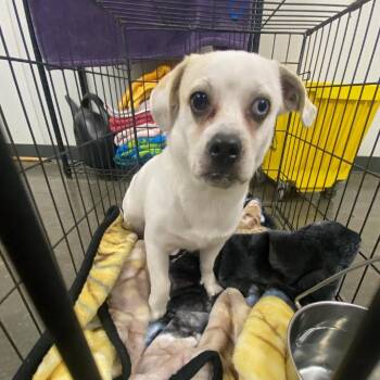 Miles -  Mixed Breed Dog for Adoption in Dickinson, Texas - Miles | PetCurious