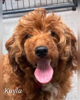 Kayla -  Miniature Poodle Dog for Adoption in Fredericksburg, Virginia - Kayla | PetCurious