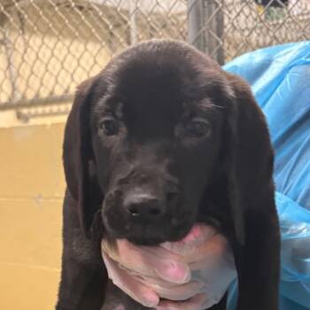 No.1 Party Anthem -  Mixed Breed Dog for Adoption in Charleston, West Virginia - No.1 Party Anthem | PetCurious