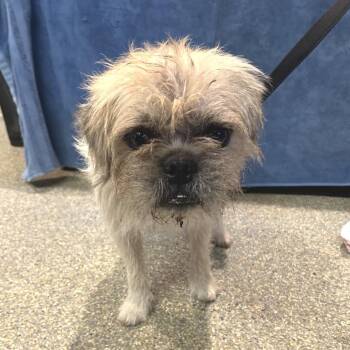IVHS-Stray-142286 -  Terrier Dog for Adoption in San Gabriel, California - IVHS-Stray-142286 | PetCurious