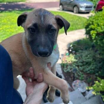 Julia -  German Shepherd Dog and Anatolian Shepherd Dog for Adoption in Overland Park, Kansas - Julia | PetCurious