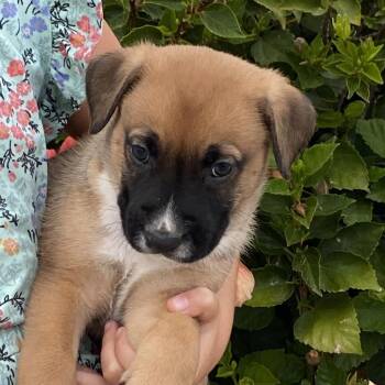 Odie -  Boxer and German Shepherd Dog Dog for Adoption in Oceanside, California - Odie | PetCurious